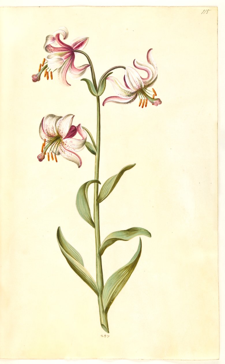 Lilium martagon (krans-lilje) - Hans Simon Holtzbecker
