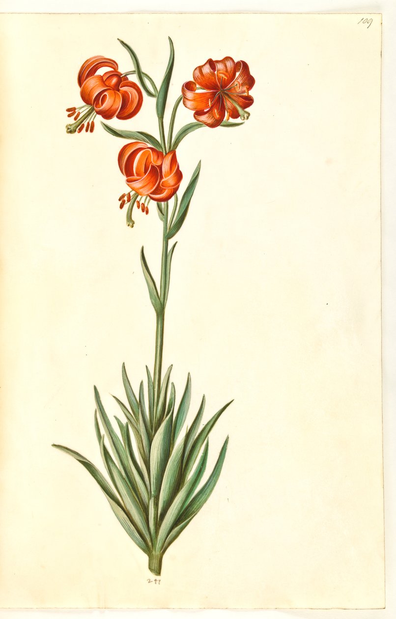 Lys pomponium - Hans Simon Holtzbecker