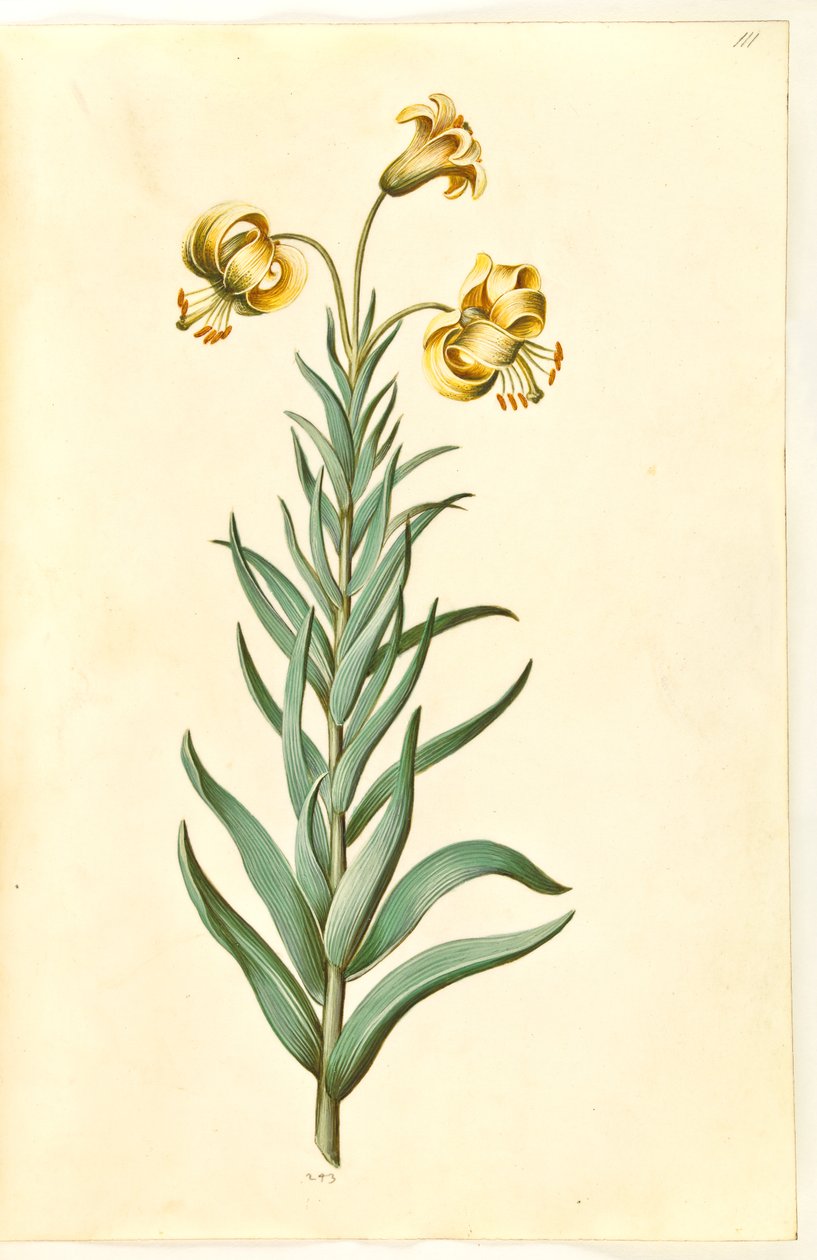 Lilium pyrenaicum (lys des Pyrénées) - Hans Simon Holtzbecker