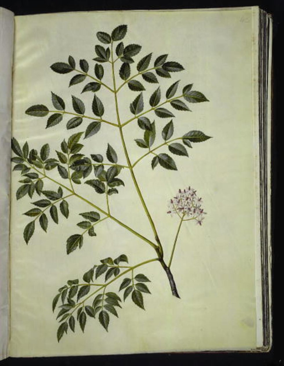 Melia azedarach (arbre paternoster) - Hans Simon Holtzbecker