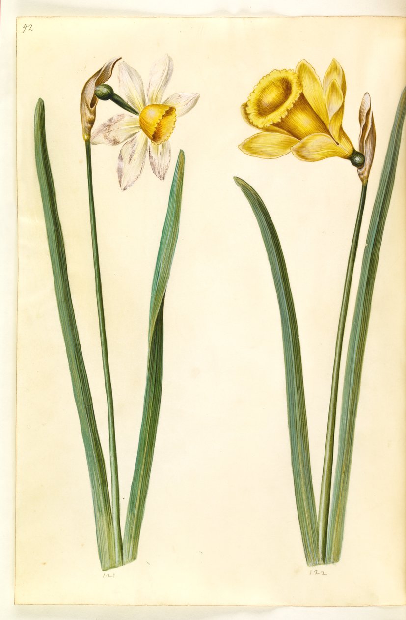 Narcissus ×incomparabilis (narcisse de jardin); Narcissus pseudonarcissus (jonquille) - Hans Simon Holtzbecker