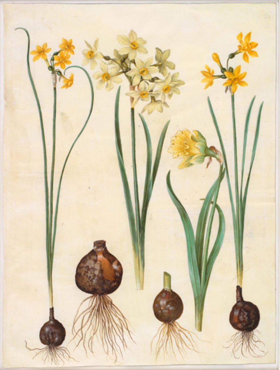 Narcissus jonquilla; Narcissus tazetta aureus; Narcissus pseudonarcissus bicolor - Hans Simon Holtzbecker