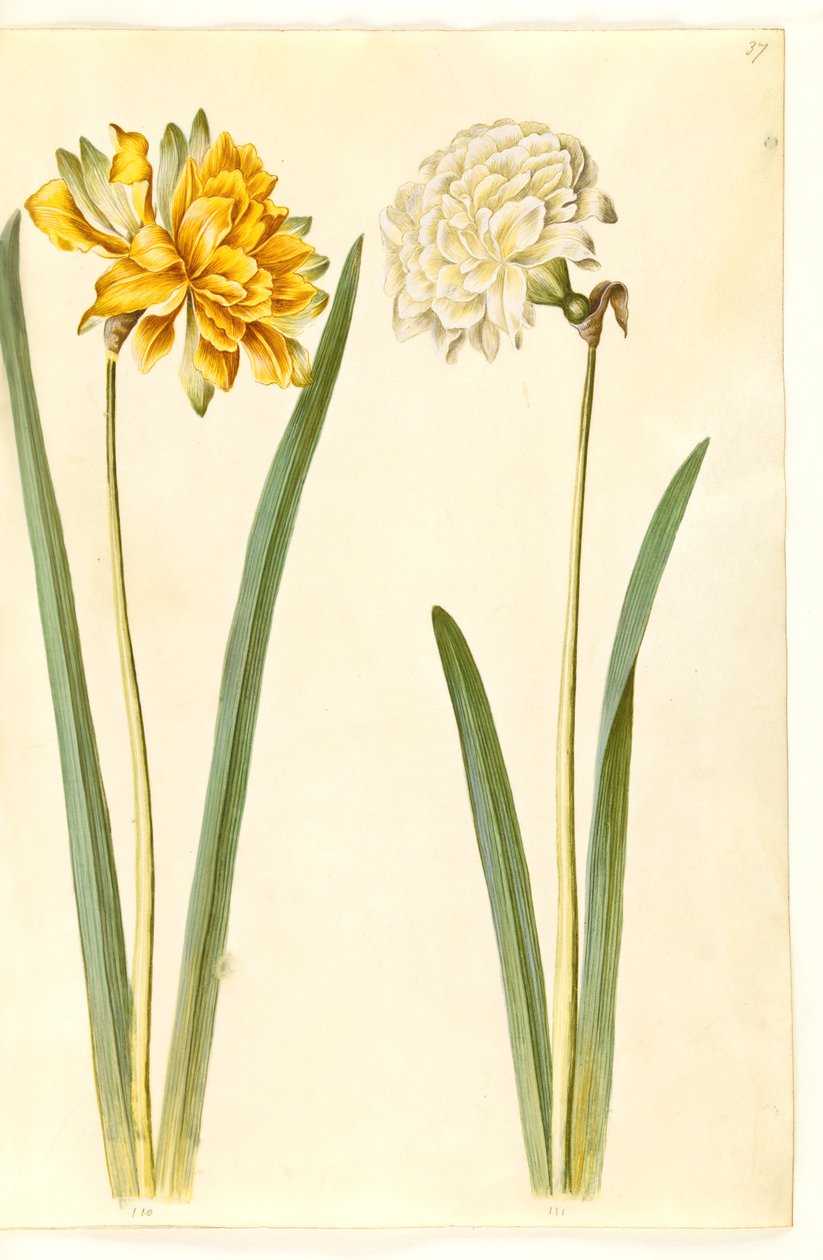Narcissus pseudonarcissus (jonquille) - Hans Simon Holtzbecker
