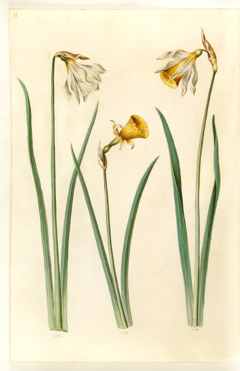 Narcissus pseudonarcissus moschatus (narcisse musqué); Narcissus bulbocodium (narcisse crinoline); Narcissus pseudonarcissus (jonquille) - Hans Simon Holtzbecker