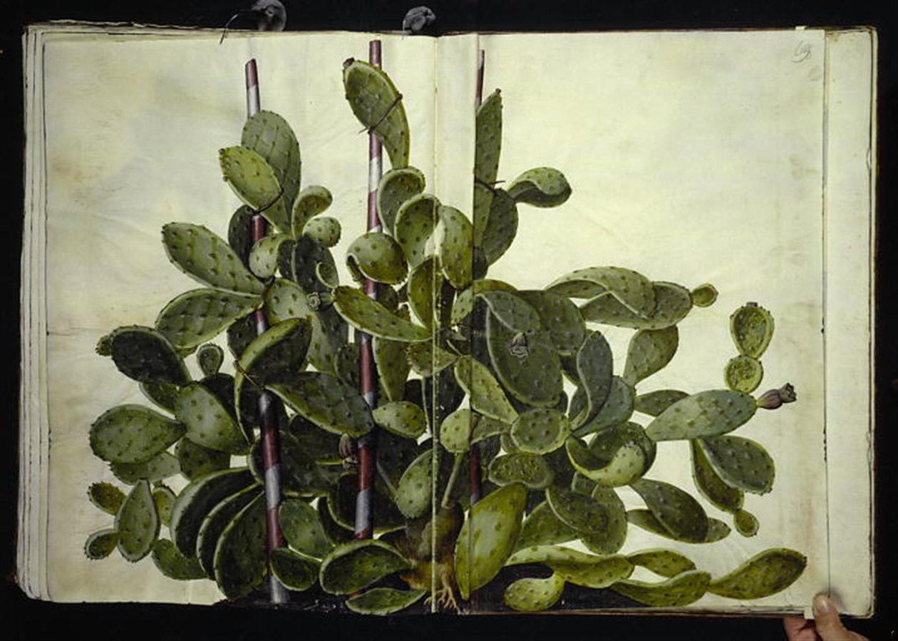 Opuntia ficus-indica, Opuntia humifusa ou Opuntia monacantha (espèce de figuier de Barbarie) - Hans Simon Holtzbecker