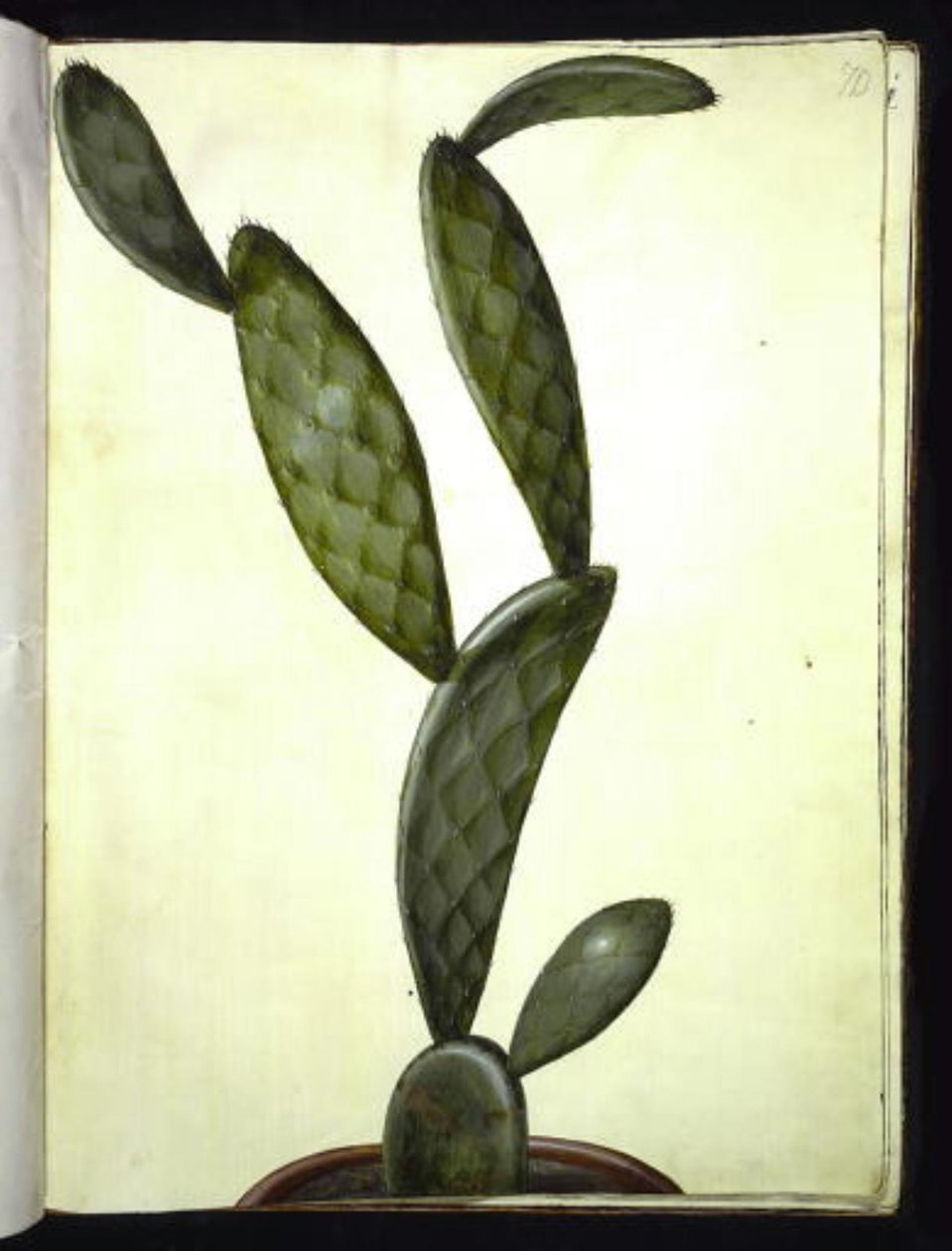 Opuntia monacantha (figuier de Barbarie) - Hans Simon Holtzbecker