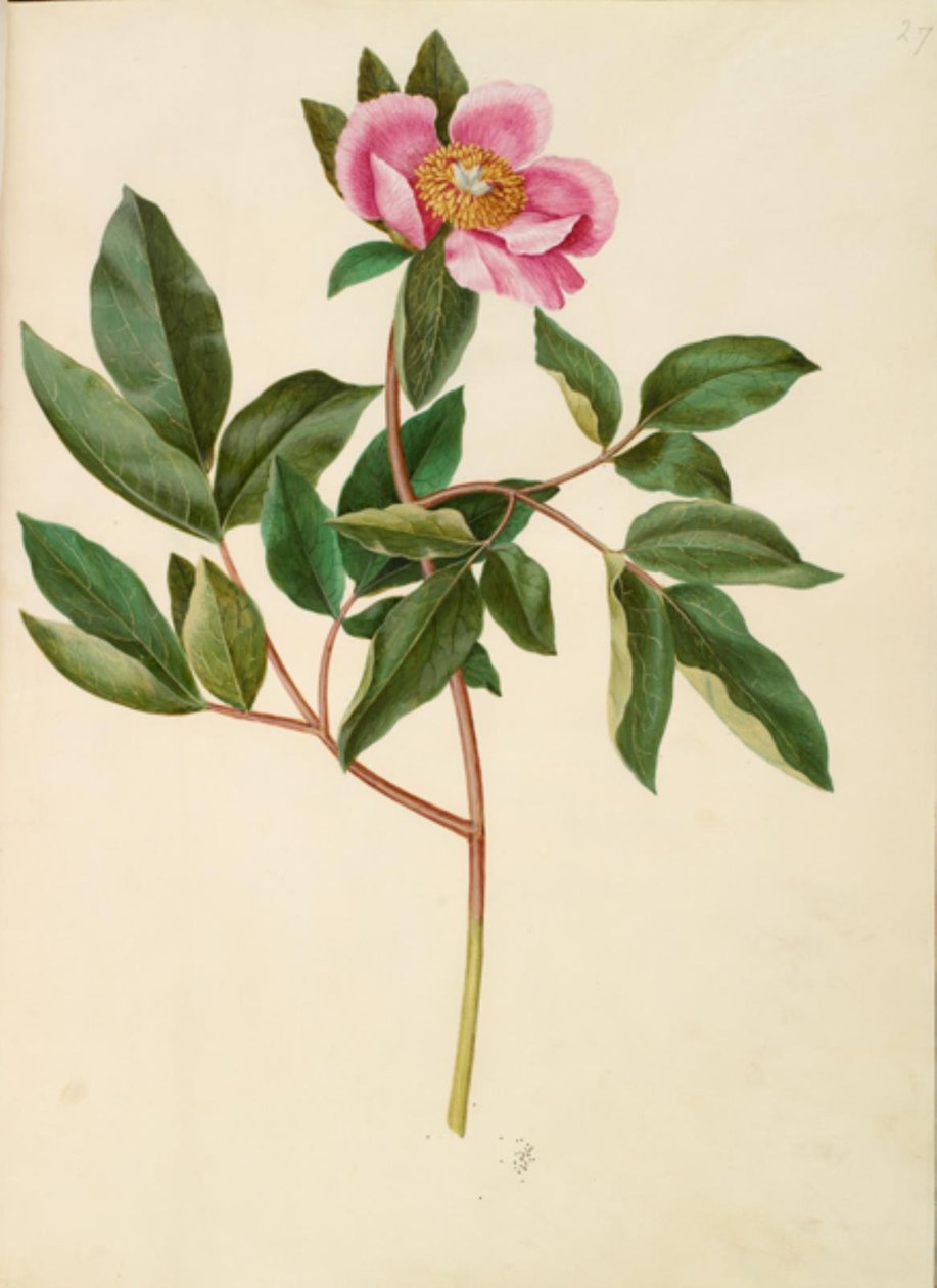 Paeonia mascula (pivoine à grandes feuilles) - Hans Simon Holtzbecker
