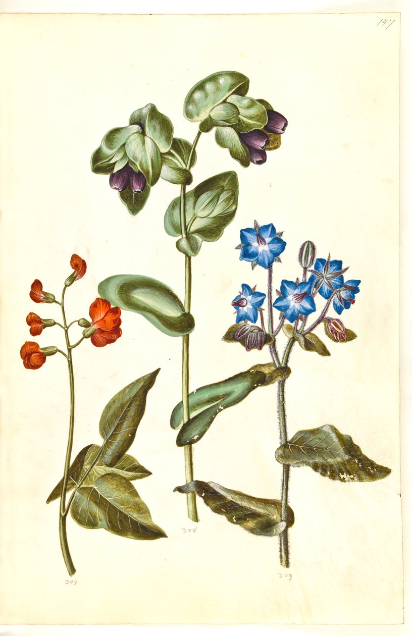 Phaseolus coccineus (haricot d
