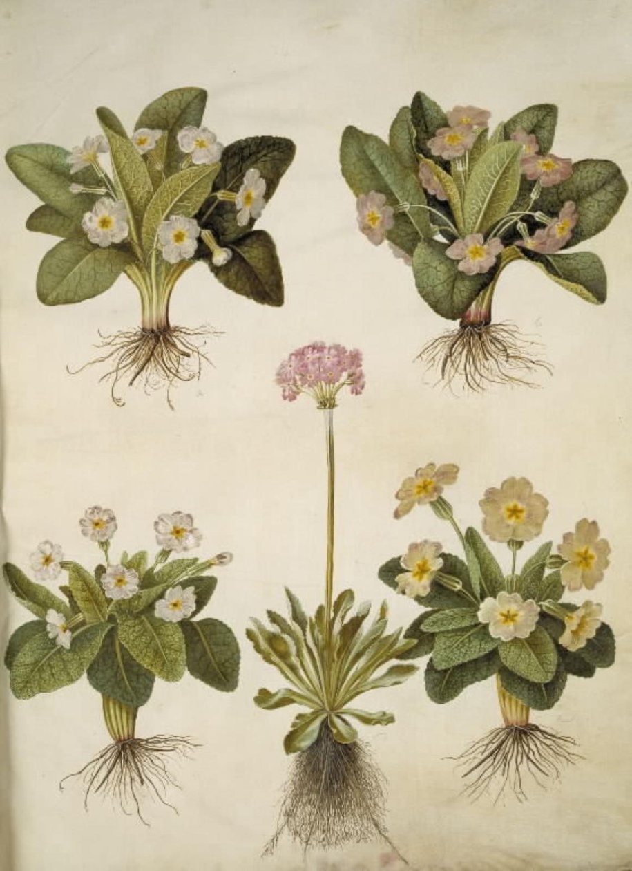 Primula vulgaris (hybride de primevère à grandes fleurs); Primula farinosa (primevère farineuse) - Hans Simon Holtzbecker
