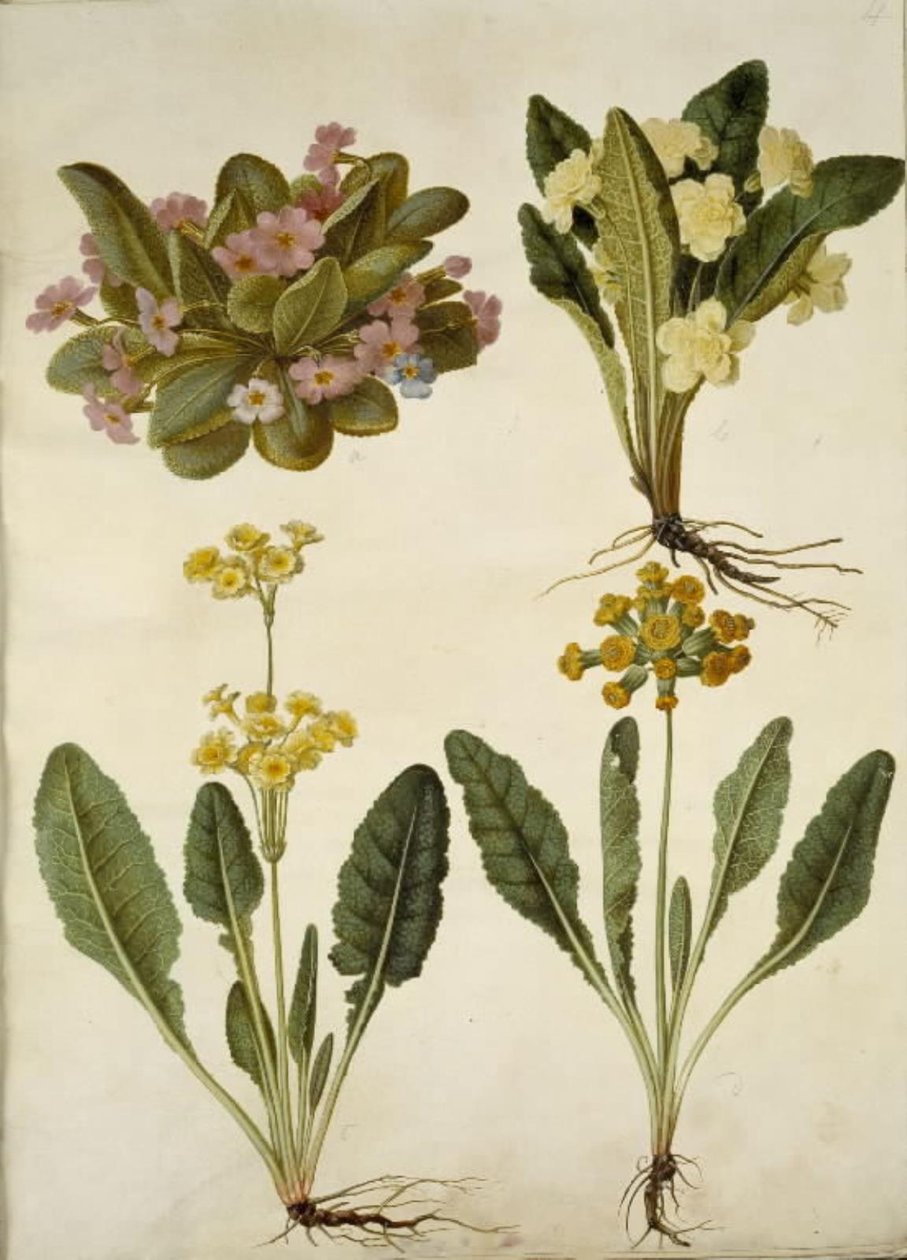 Primula vulgaris (primevère des jardins); Primula vulgaris (hybride de grande primevère); Primula veris (hybride de primevère officinale) - Hans Simon Holtzbecker