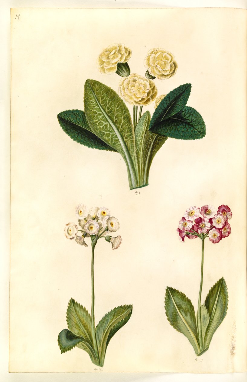 Primula vulgaris (primevère commune); Primula ×pubescens (auricule de jardin) - Hans Simon Holtzbecker