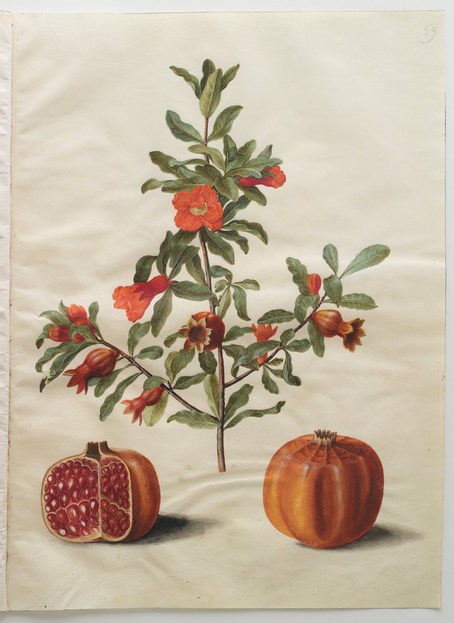 Punica granatum simp et pl - Hans Simon Holtzbecker