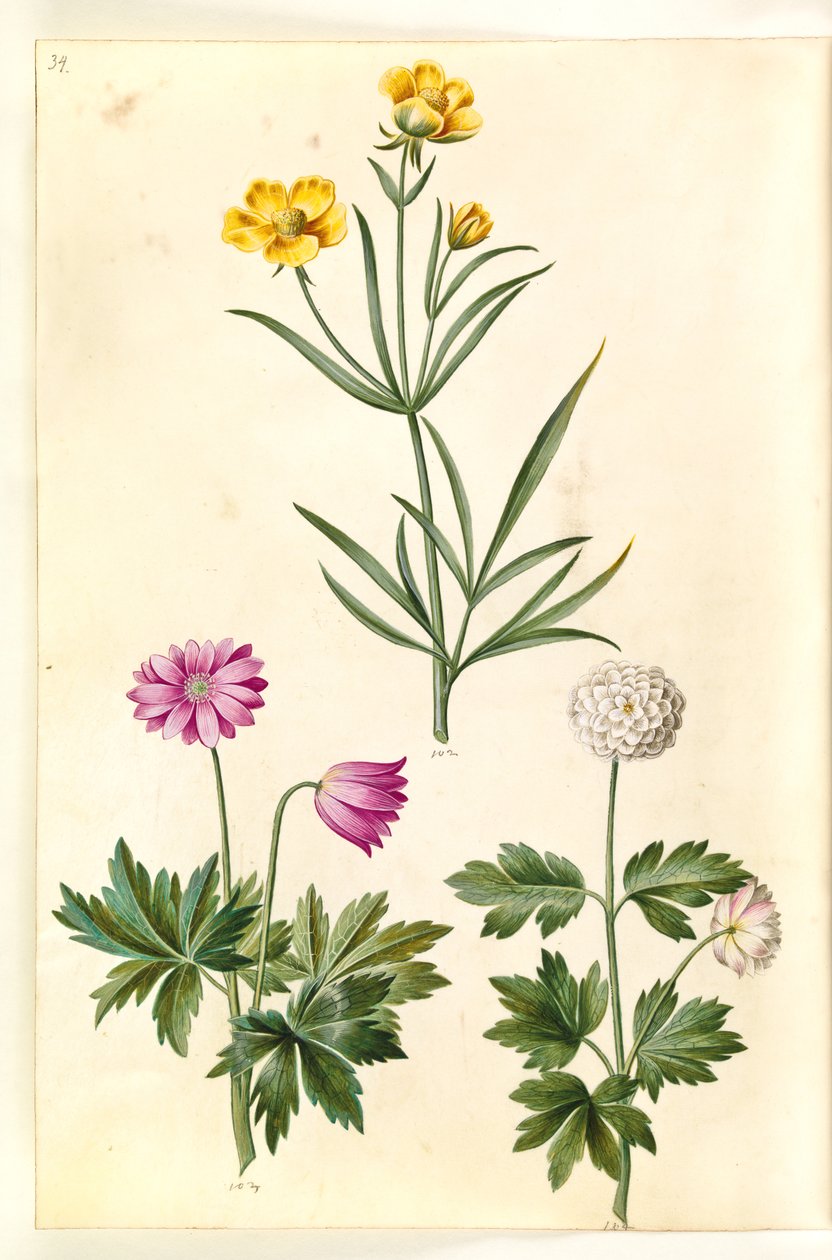 Ranunculus illyricus (renoncule des steppes); Anemone nemorosa (anémone des bois) - Hans Simon Holtzbecker
