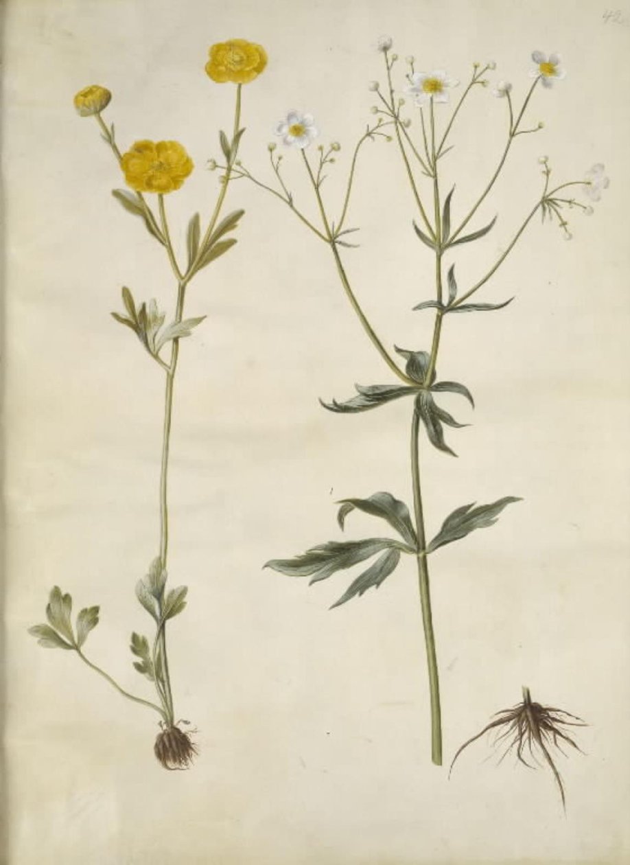 Ranunculus monspeliacus ; Ranunculus aconitifolius - Hans Simon Holtzbecker