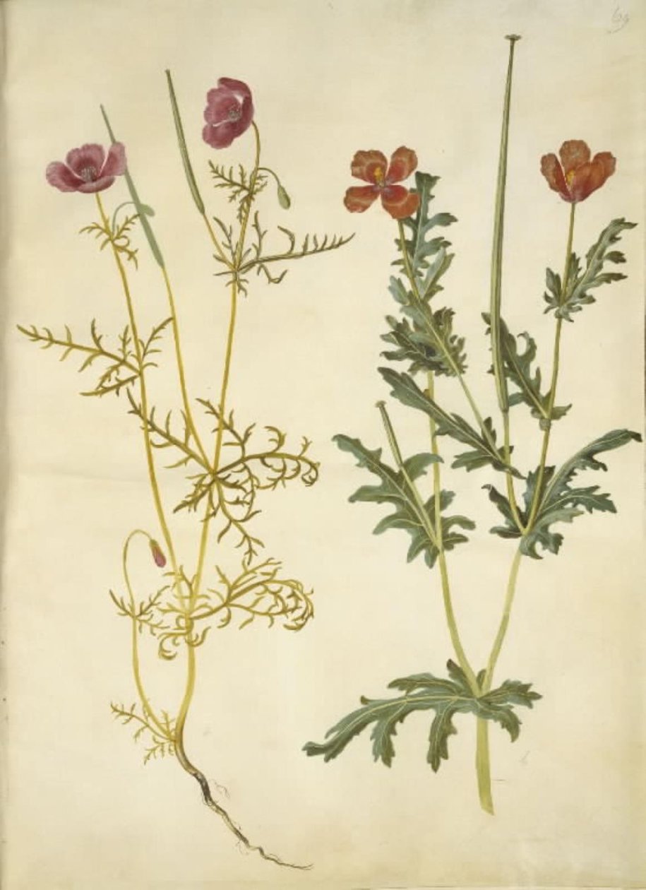 Roemeria hybrida (pavot cornu violet); Glaucium corniculatum (pavot cornu rouge) - Hans Simon Holtzbecker