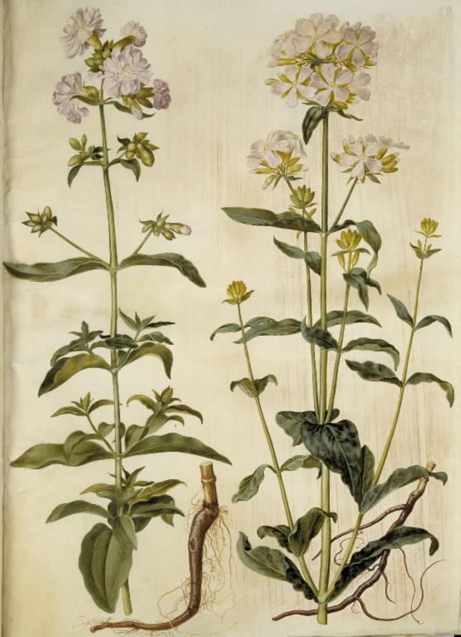 Saponaria officinalis (saponaire officinale) - Hans Simon Holtzbecker