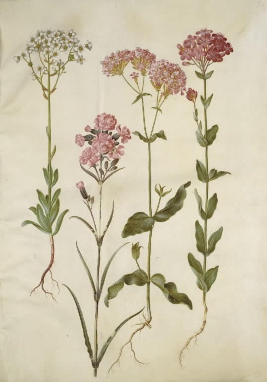 Saxifraga paniculata (saxifrage paniculée); Silene viscaria (silène visqueux); Silene armeria (silène arméria) - Hans Simon Holtzbecker