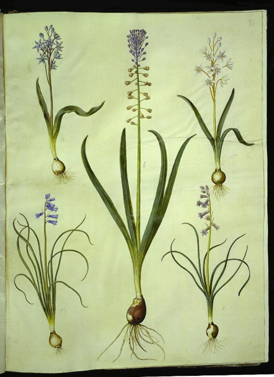 Scilla bifolia (scille à deux feuilles); Muscari comosum (jacinthe à touffe); Brimeura amethystina (jacinthe des Pyrénées) - Hans Simon Holtzbecker