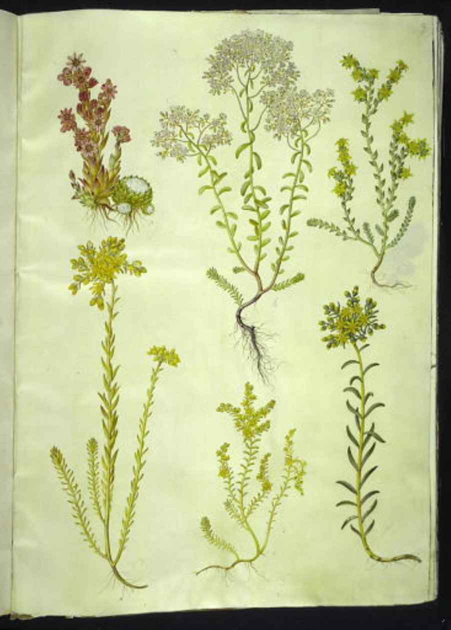Sempervivum arachnoideum; Sedum album; Sedum acre; Sedum rupestre; Sedum sexangulare - Hans Simon Holtzbecker