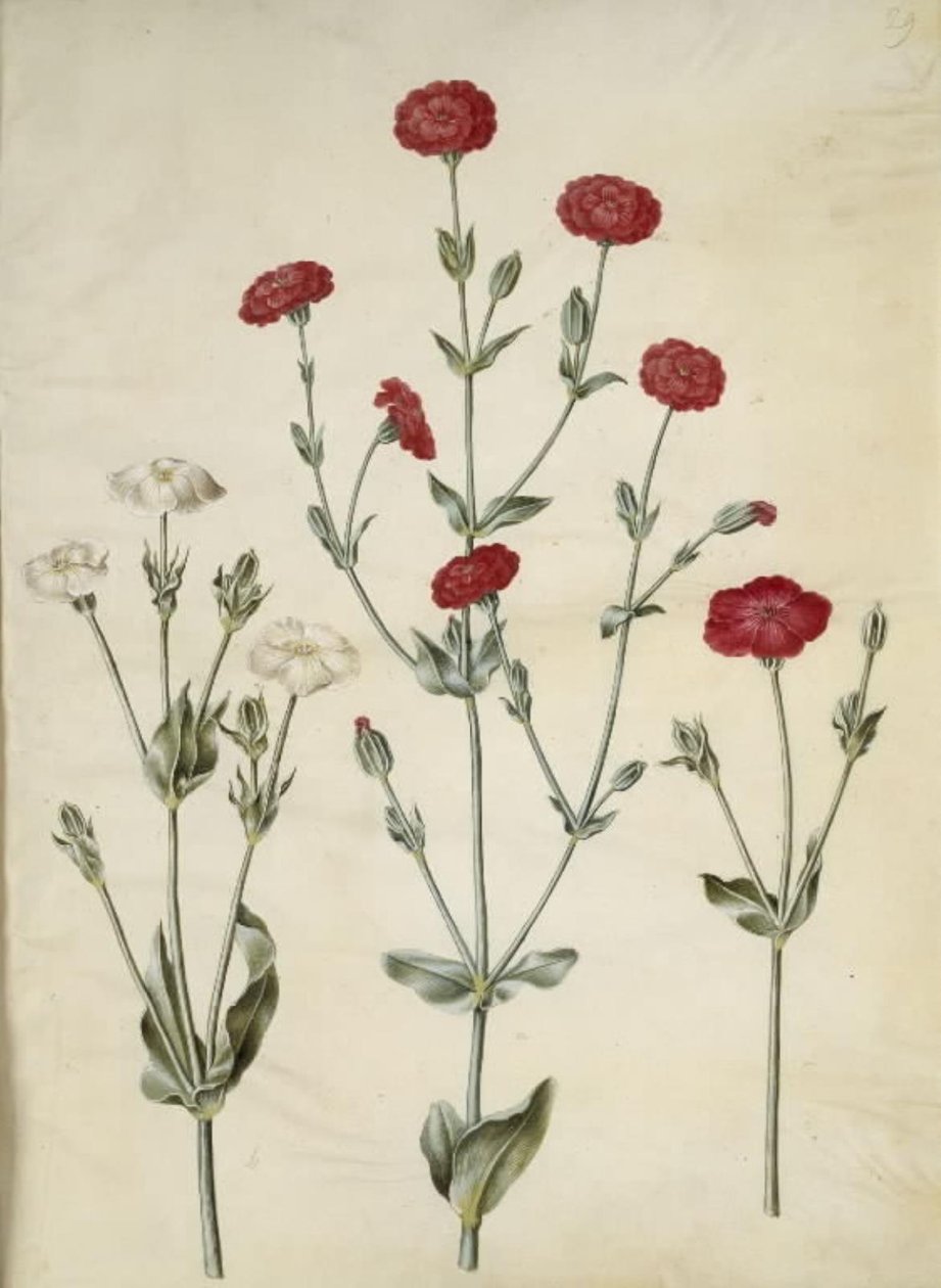 Silene coronaria (couronne de silène) - Hans Simon Holtzbecker
