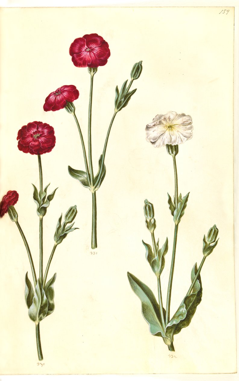 Silène couronnée (krone-limurt) - Hans Simon Holtzbecker