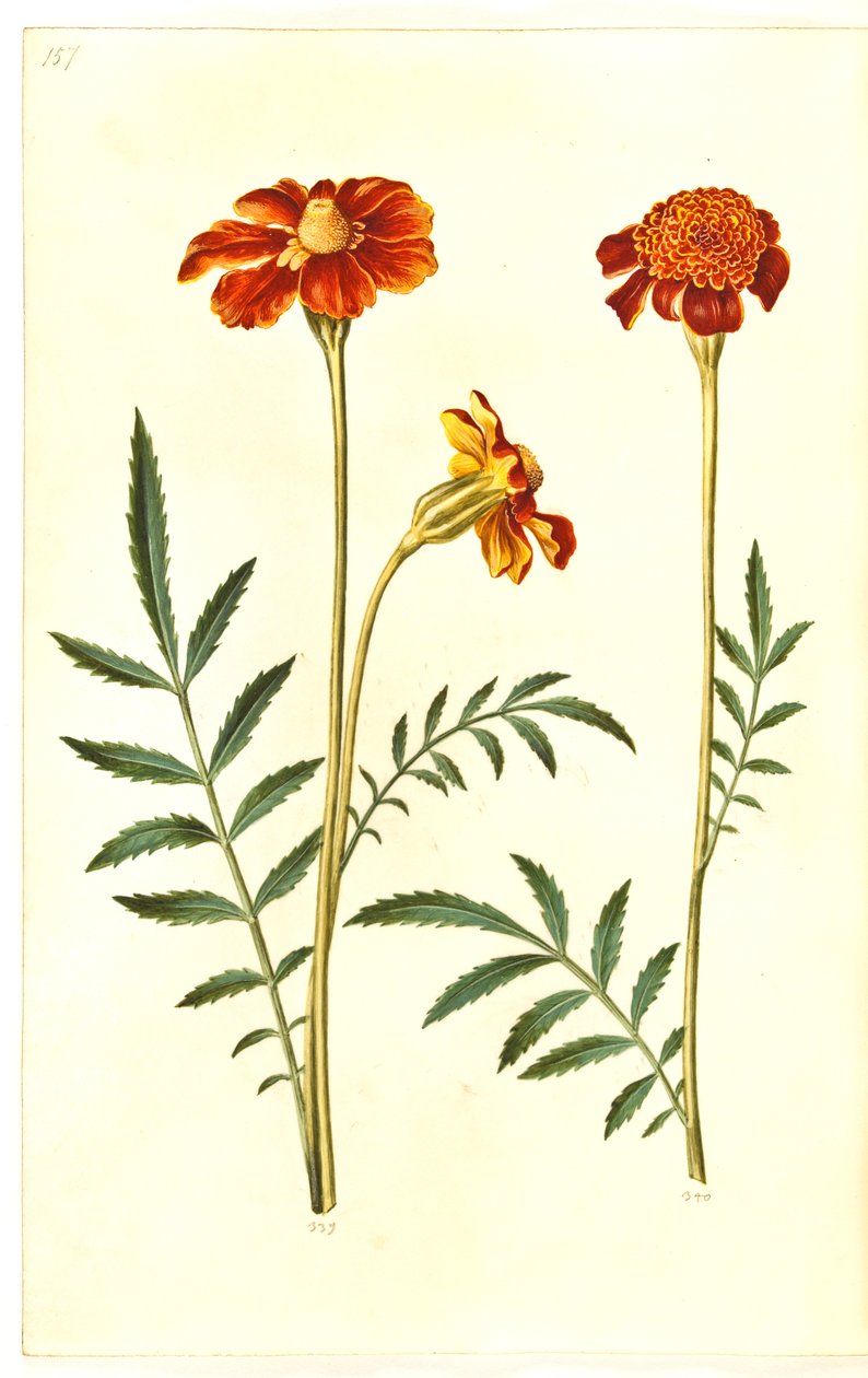 Tagetes patula - Hans Simon Holtzbecker