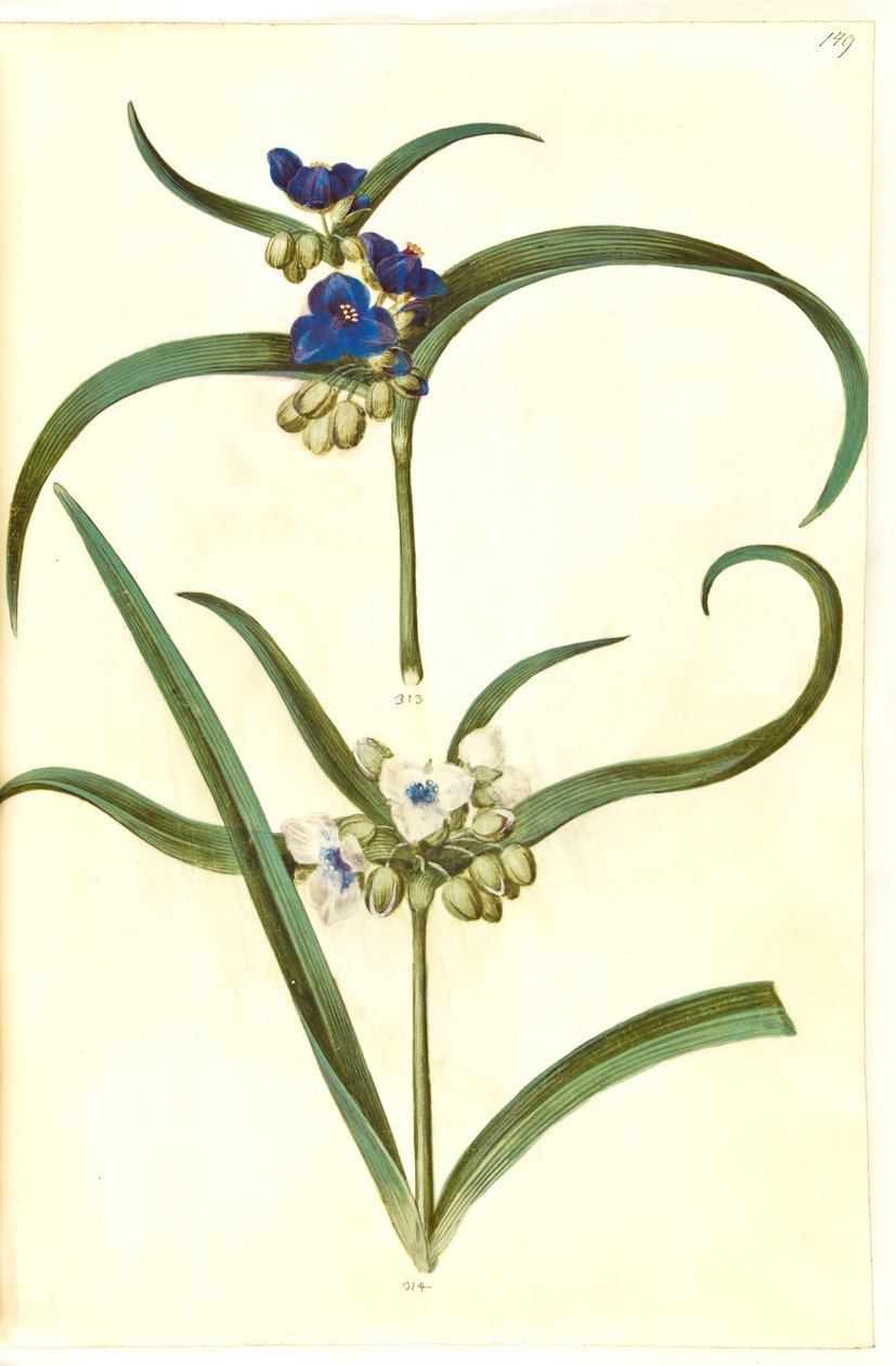 Tradescantia virginiana ou Tradescantia ohiensis (?) (blomsterjøde) - Hans Simon Holtzbecker