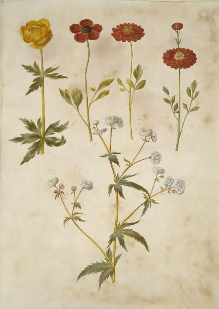 Trollius europaeus (bouton d