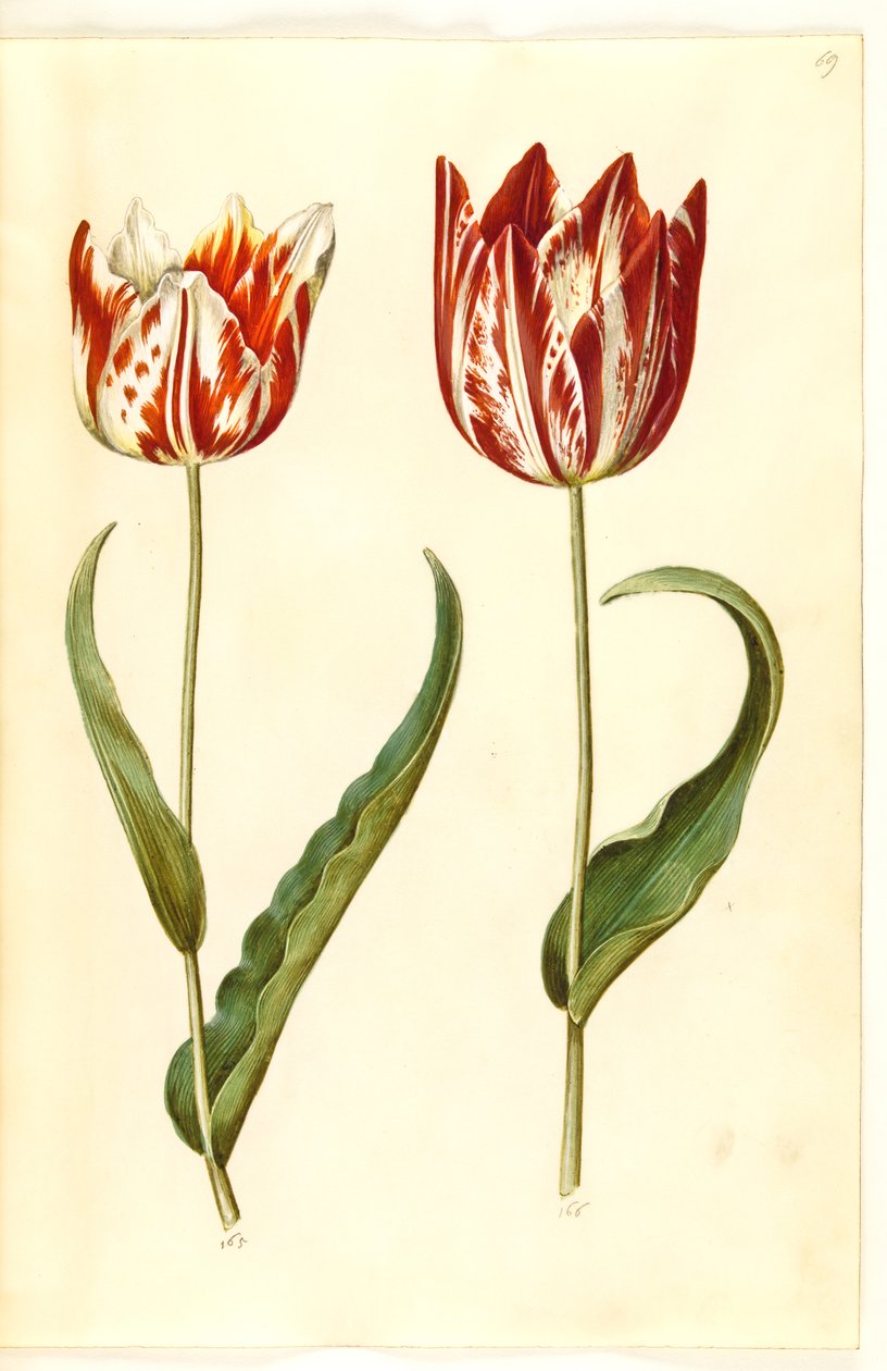 Tulipa gesneriana (tulipe de jardin) - Hans Simon Holtzbecker