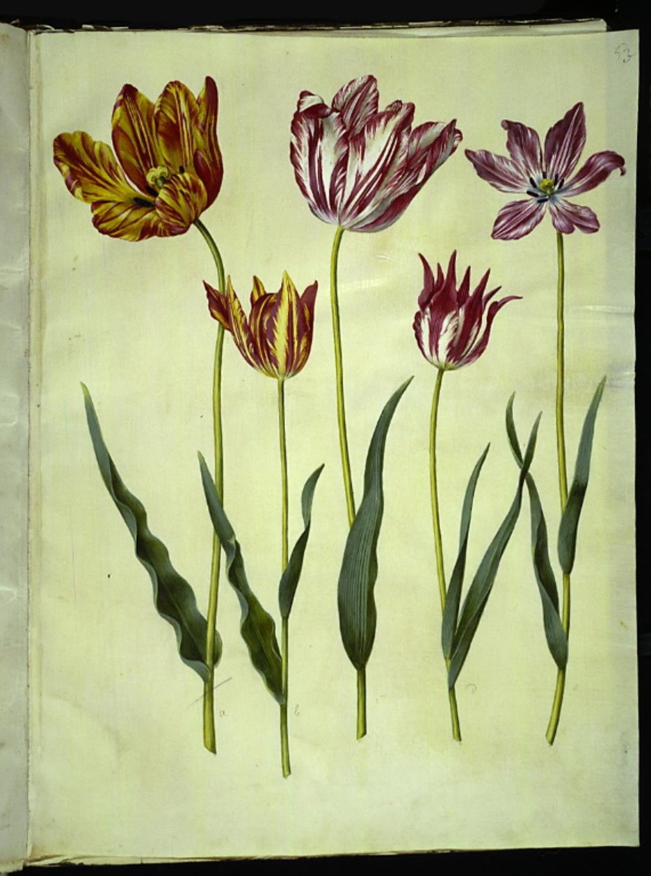 Tulipa gesneriana (tulipe) - Hans Simon Holtzbecker