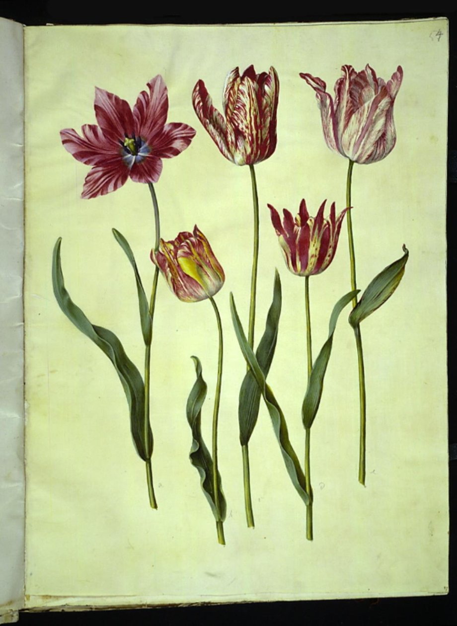 Tulipa gesneriana (tulipe de jardin) - Hans Simon Holtzbecker