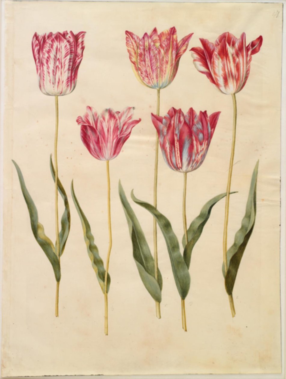 Tulipa gesneriana (tulipe de jardin) - Hans Simon Holtzbecker