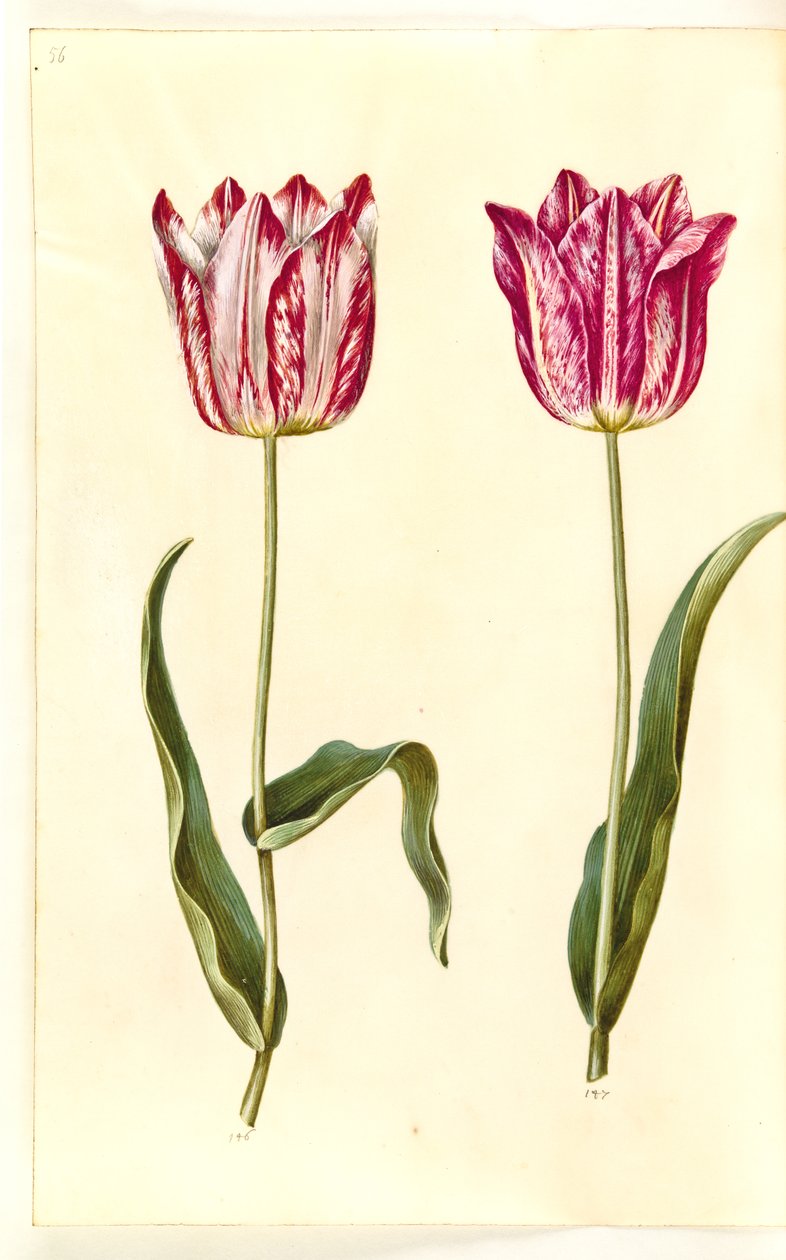 Tulipa gesneriana (tulipe de jardin) - Hans Simon Holtzbecker