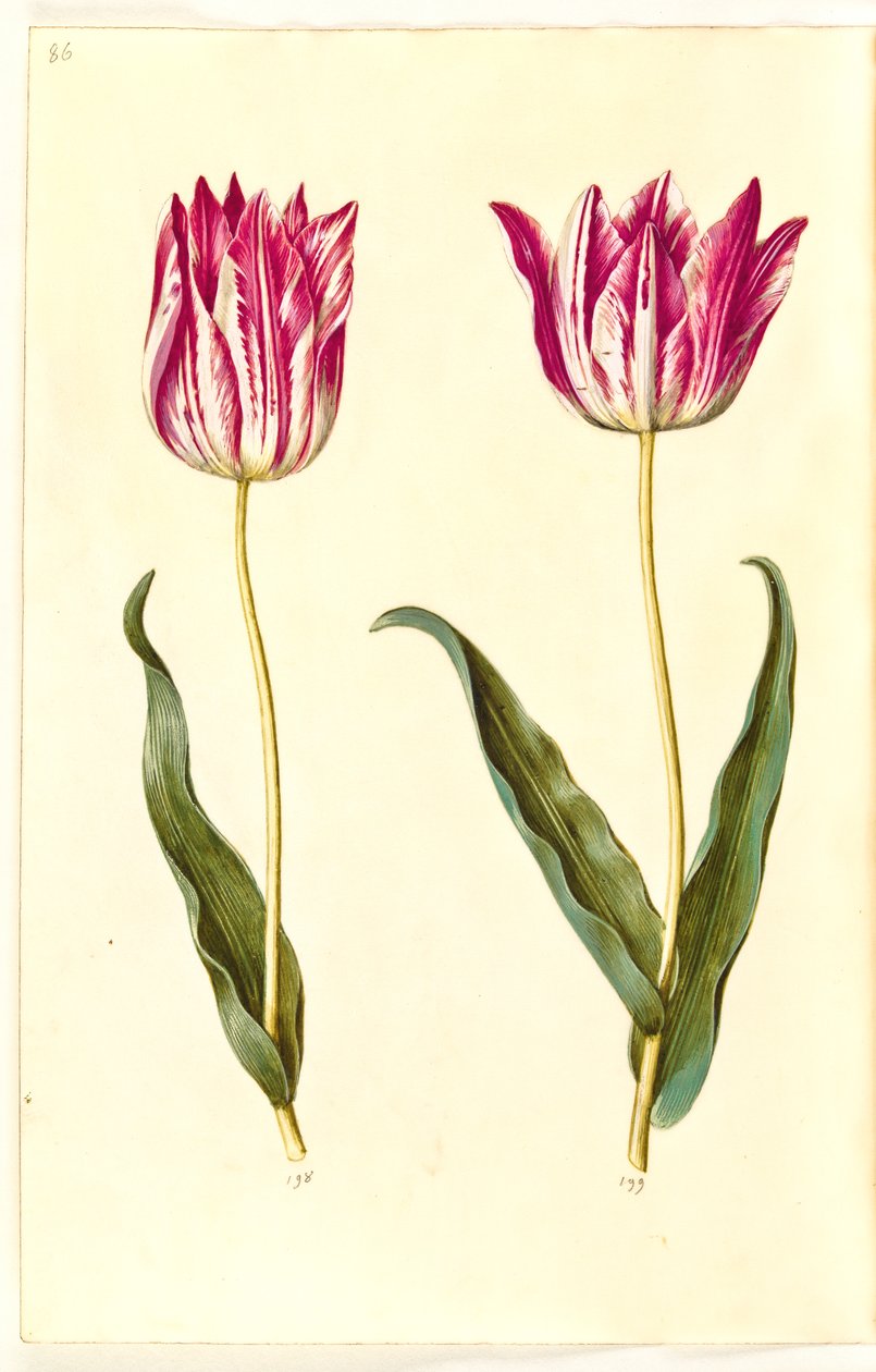Tulipa gesneriana (tulipe de jardin) - Hans Simon Holtzbecker