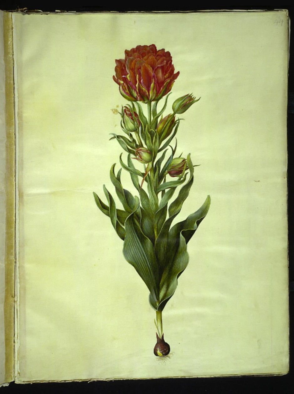 Tulipa gesneriana (tulipe de jardin) - Hans Simon Holtzbecker
