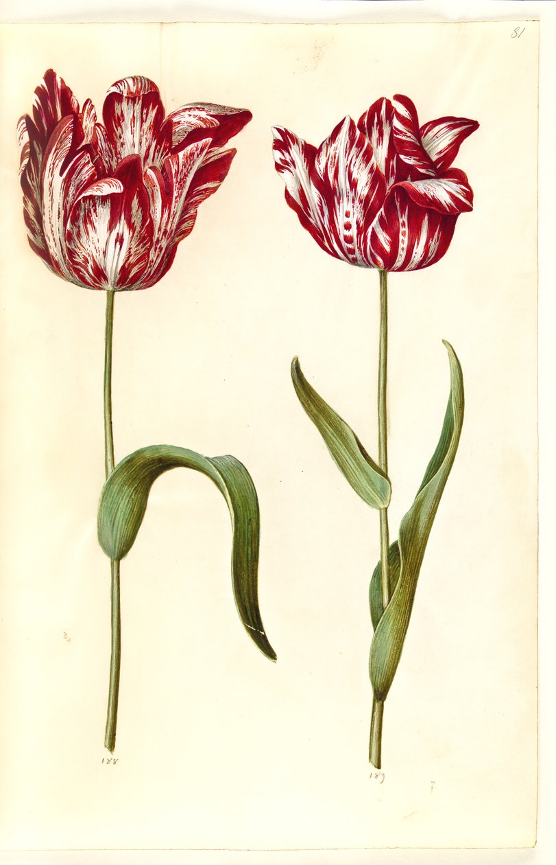 Tulipa gesneriana (tulipe de jardin) - Hans Simon Holtzbecker