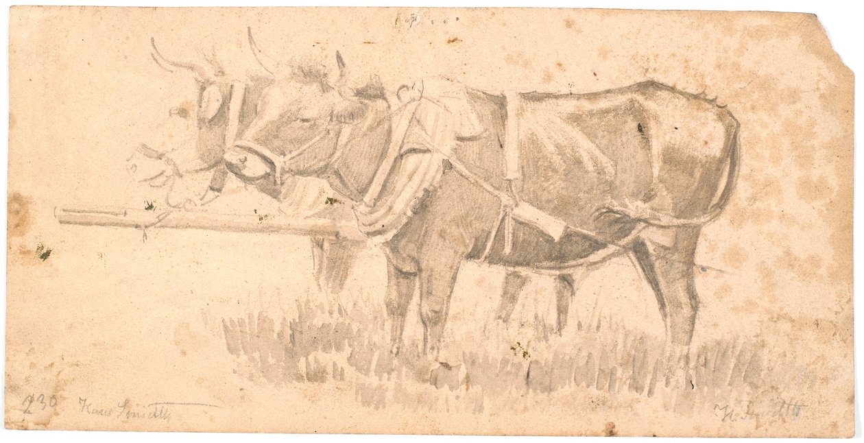 Deux bœufs de trait - Hans Smidth
