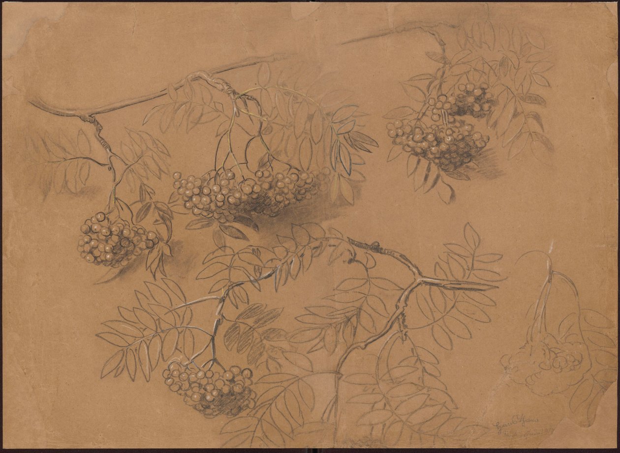 Branches de sorbier - Hans Thoma