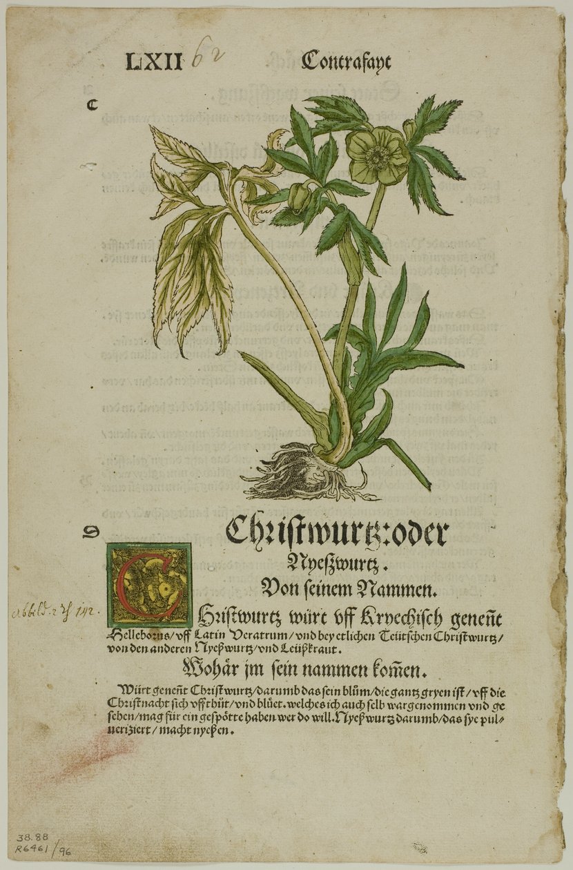 Christwurz (Hellébore) de l