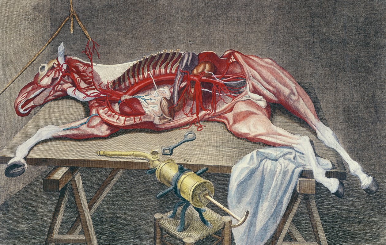 Dissection d