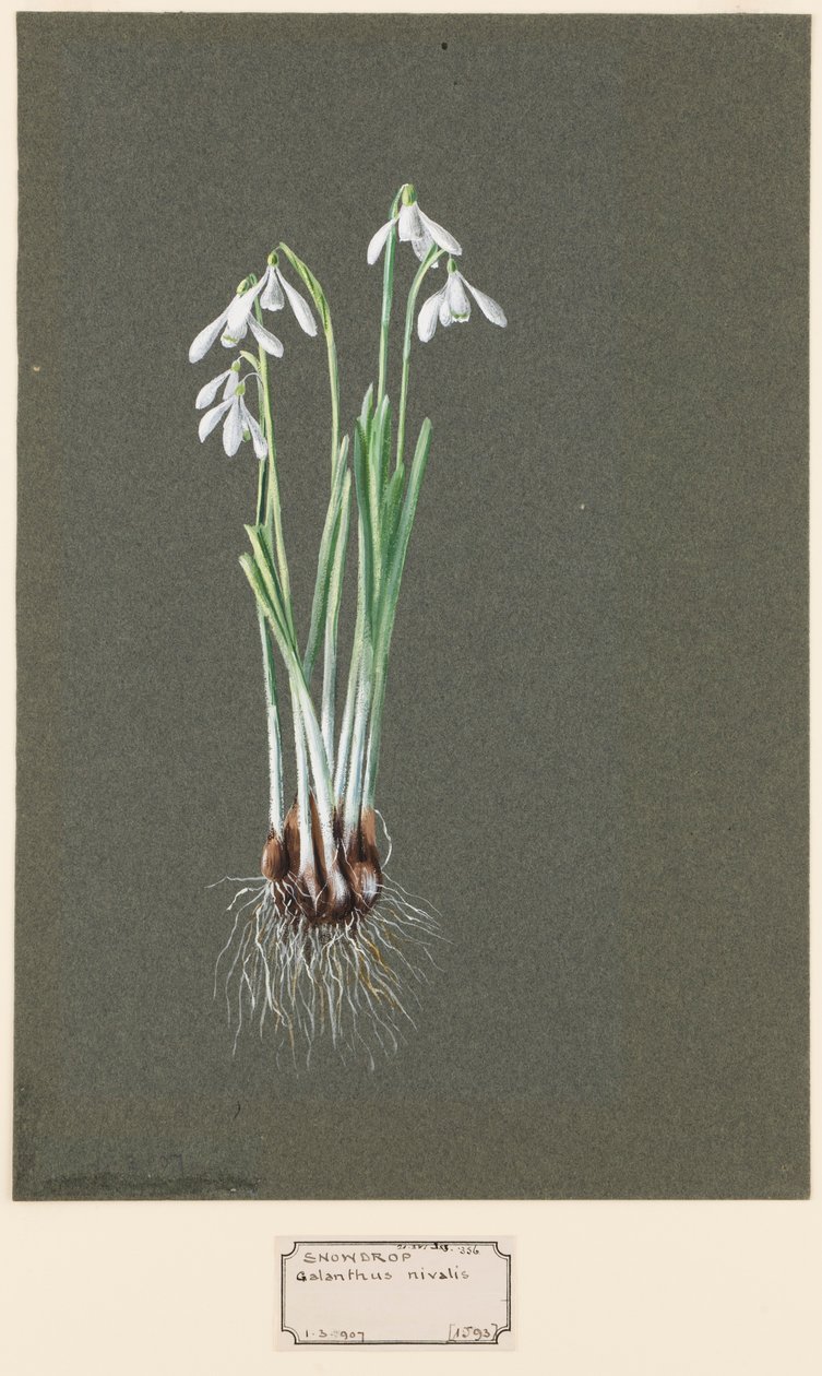 Galanthus nivalis L. Perce-neige, vers 1903-1915 - Harold Drinkwater