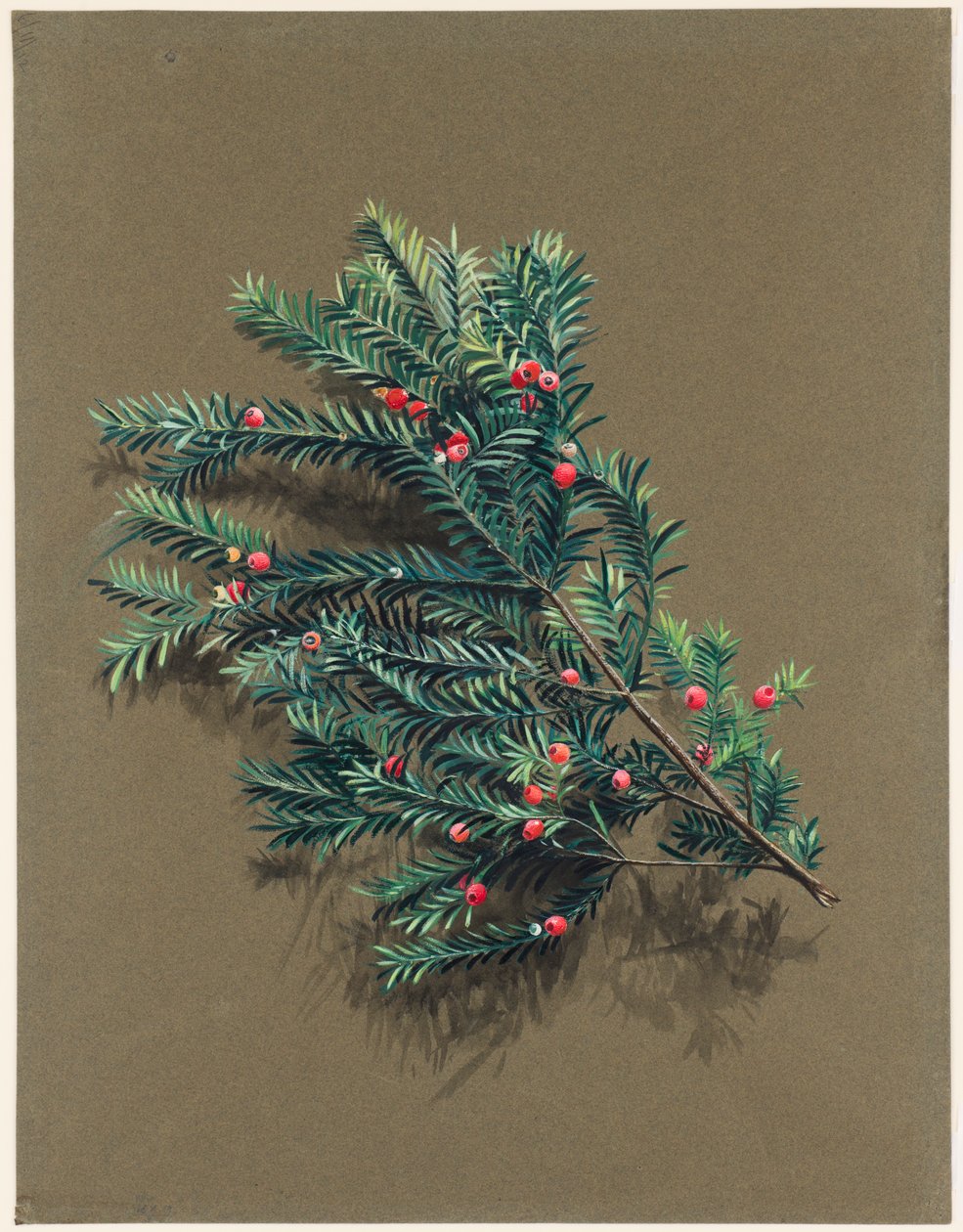Taxus baccata L. If, vers 1903-1915 - Harold Drinkwater