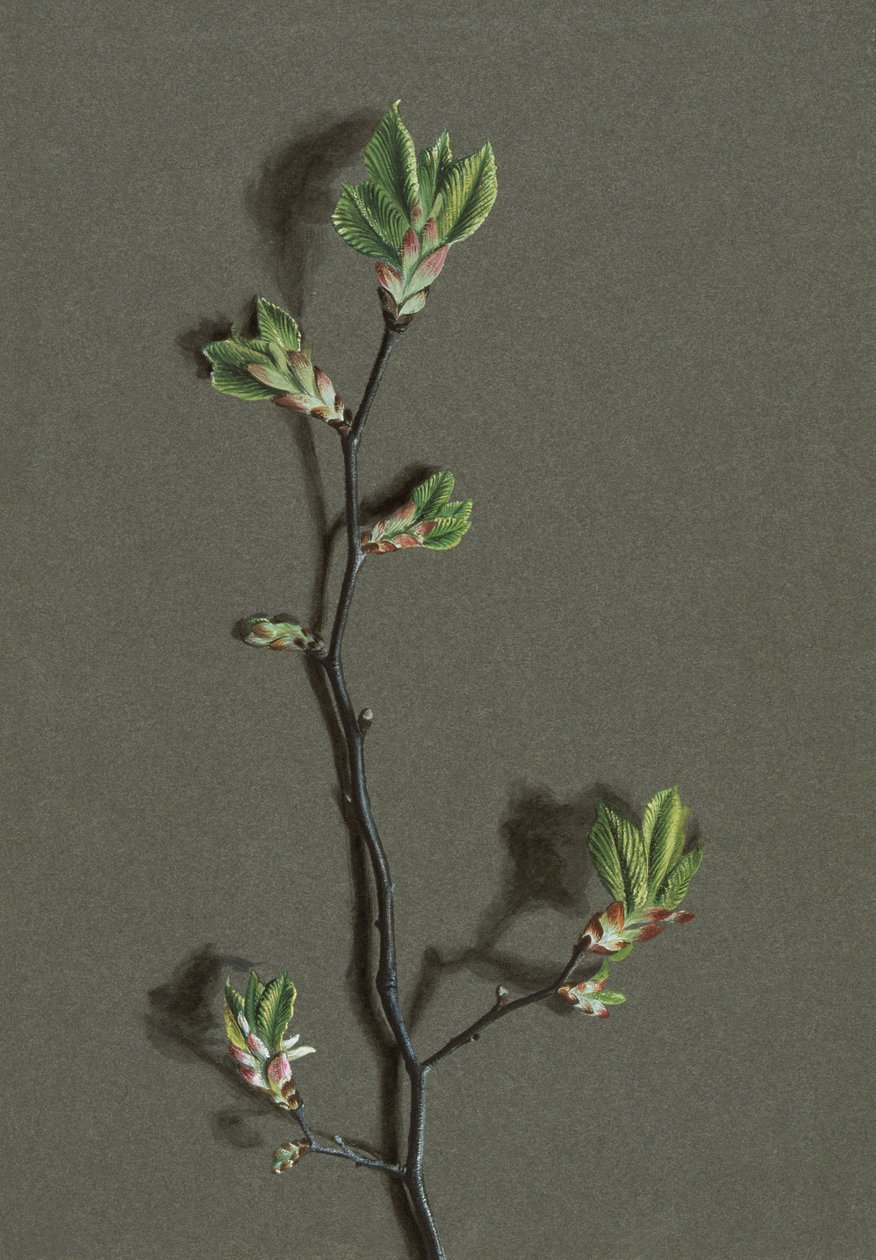 Ulmus glabra Huds (orme de montagne) - Harold Drinkwater