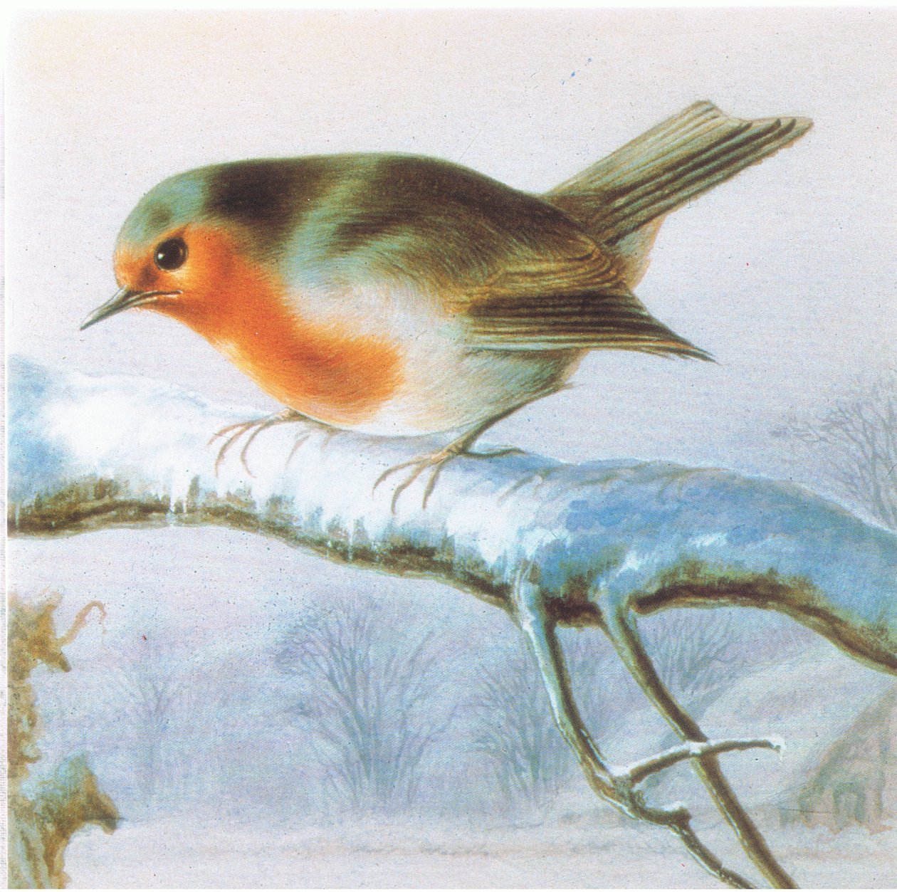 Rouge-gorge, carte de Noël en couleur - Harry Bright