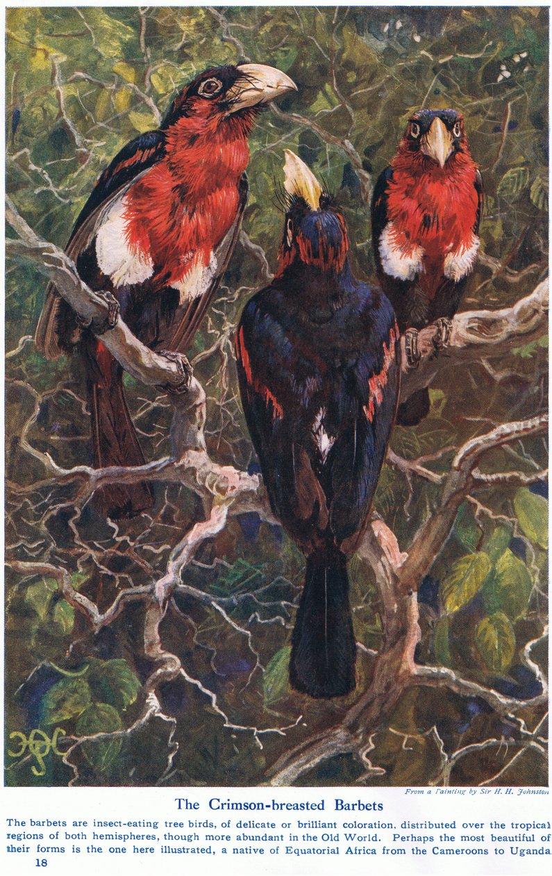Barbets à crête cramoisie, illustration de 