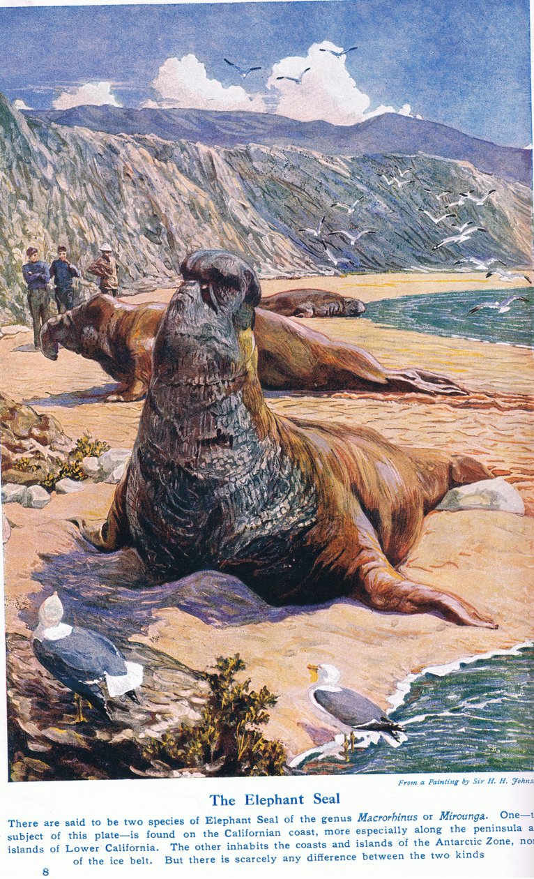 Le phoque éléphant, illustration de 