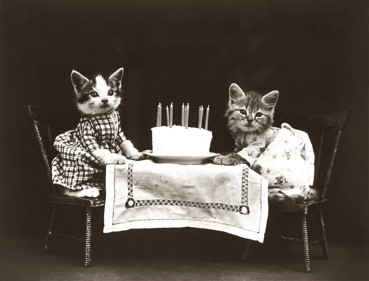 Série Kitties : Fête d