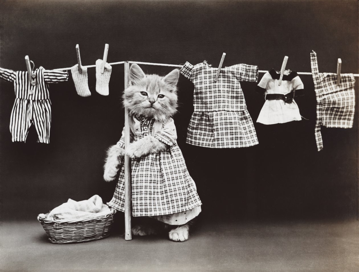 Série des chatons : Séchage du linge, vers 1914 (tirage argentique) - Harry Whittier Frees