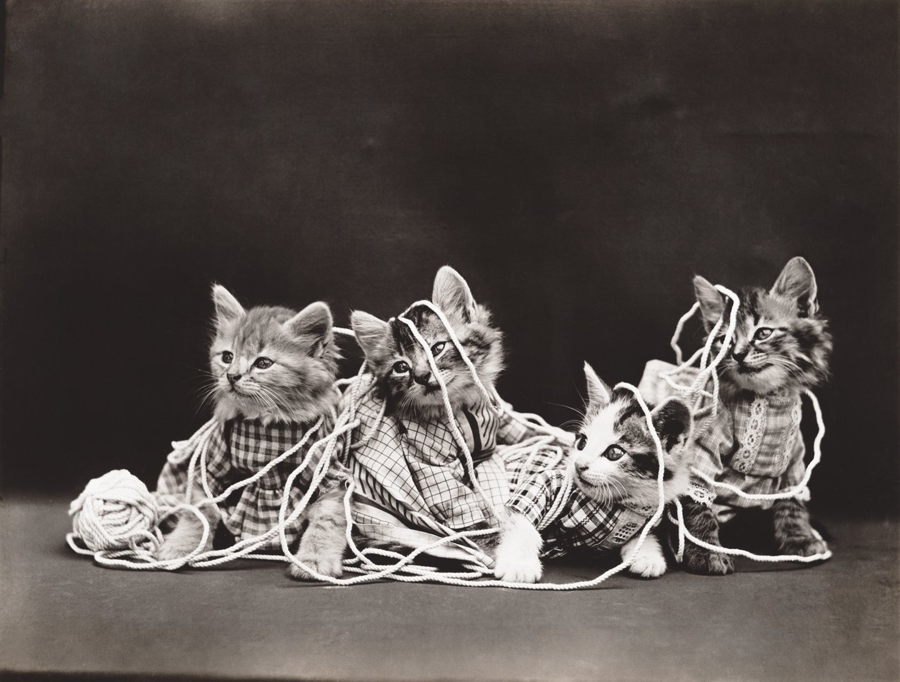 Série des chatons : Tangled in Yarn, c.1914 (tirage argentique) - Harry Whittier Frees