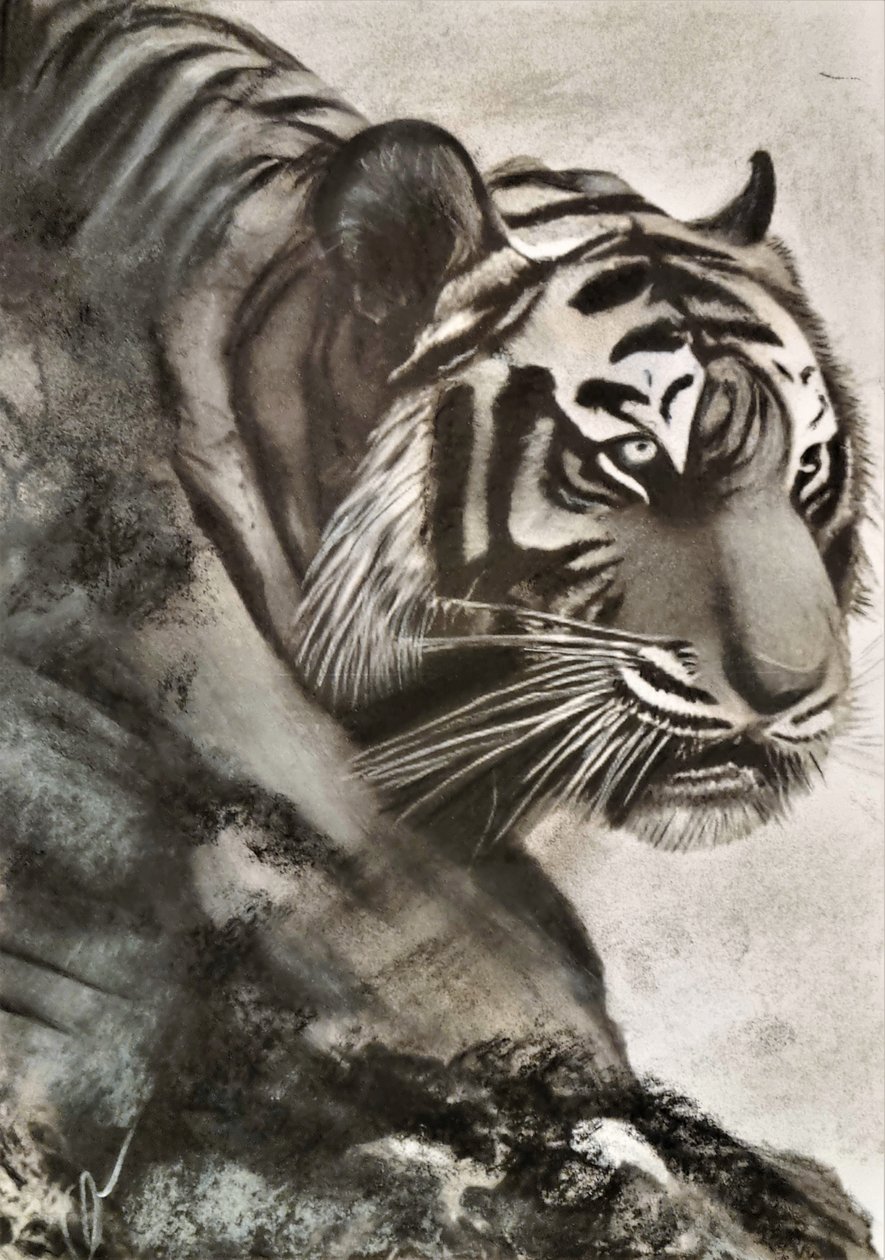Tigre à la chasse - HaskellArt